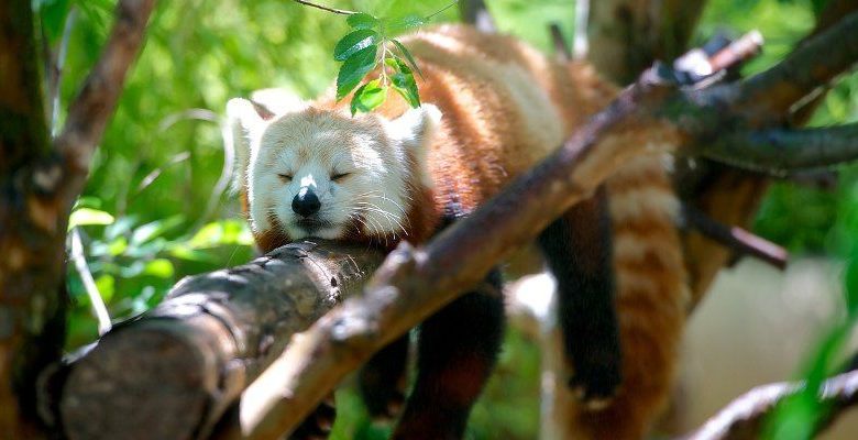 صورة لـ ما هي ميزة First-Party Isolation وكيفية تمكينها في متصفح موزيلا فايرفوكس | firefox-first-party-isolation-featured