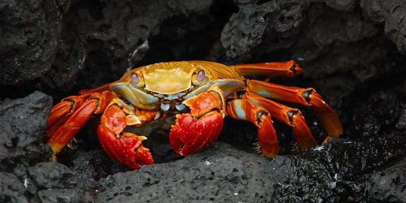 صورة لـ كيف حصل مطورو GandCrab Ransomware على تسعة أرقام من الأرباح | GandCrab-Featured-DzTechs