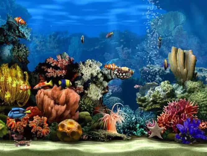 صورة لـ أفضل شاشات التوقف المجانية لجعل شاشتك منتجة عند وضع الخمول | Living-Marine-Aquarium-2-screensaver-666x500-min-DzTechs