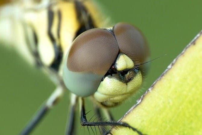 صورة لـ مجموعة من عدسات الكاميرا الشائعة ومتى يجب أن تستخدمها | macro-lens-min-DzTechs