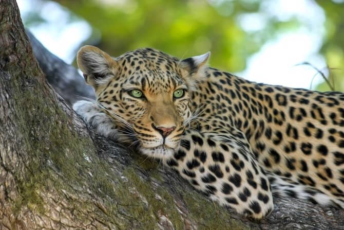 صورة لـ مجموعة من عدسات الكاميرا الشائعة ومتى يجب أن تستخدمها | telephoto-lens-min-DzTechs