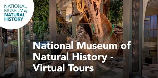 صورة لـ أفضل المتاحف الافتراضية التي يُمكنك التجول فيها دون مغادرة المنزل | National_Museum_of_Natural_History-pbZtFSfs-DzTechs