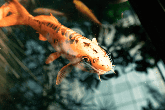 صورة لـ أفضل مواقع الويب للحصول على الصور المجانية الخالية من الملكية وحقوق الطبع والنشر | burst_shopify-bMErqWfs-DzTechs