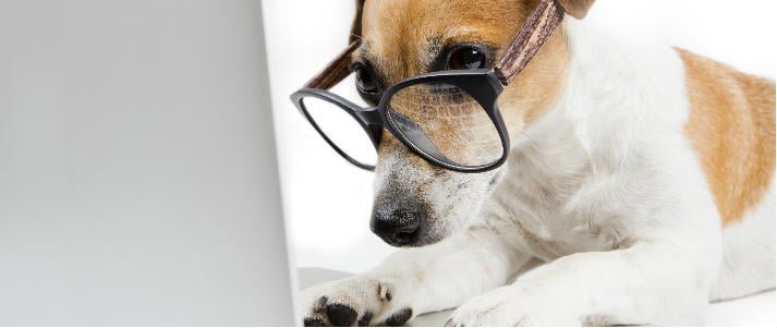 صورة لـ 20 طريقة لكسب المال من موقعك على الويب | update-stay-safe-online-hacked-dog-laptop-DzTechs