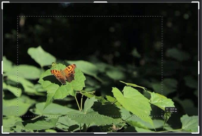 صورة لـ كيفية اقتصاص الصور باستخدام Photoshop | 1kcwE-OePwIjKwBNQSw4kvA-DzTechs
