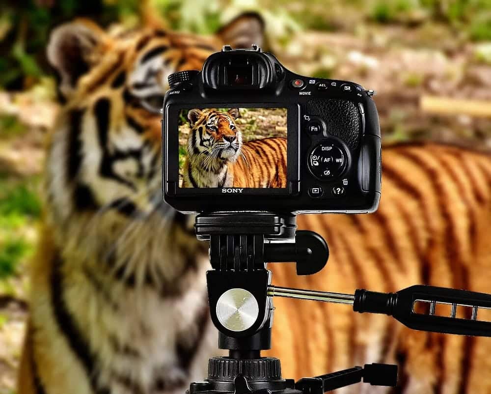 صورة لـ هل تُخطط للترقية إلى كاميرا عديمة المرآة؟ لماذا يجب عليك شراء عدسة DSLR بدلاً منها | 1Y27CEZ0A0SnPQoEk3vU23Q-DzTechs