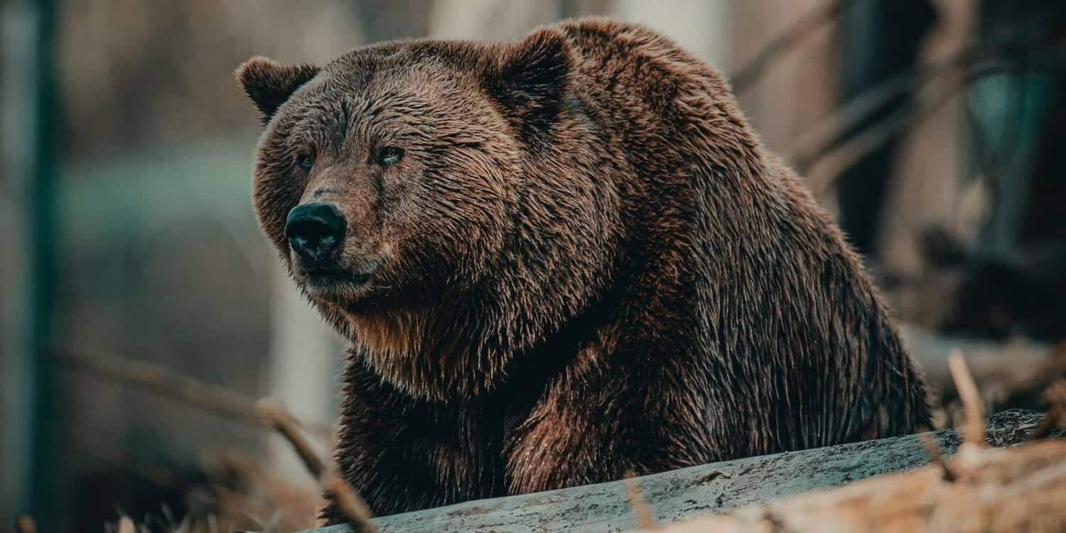 صورة لـ هل يُمكن أن يُنقذ ChatGPT حياتك في البرية؟ | 1iRa080FttdxT0H7J3d-3eQ-DzTechs