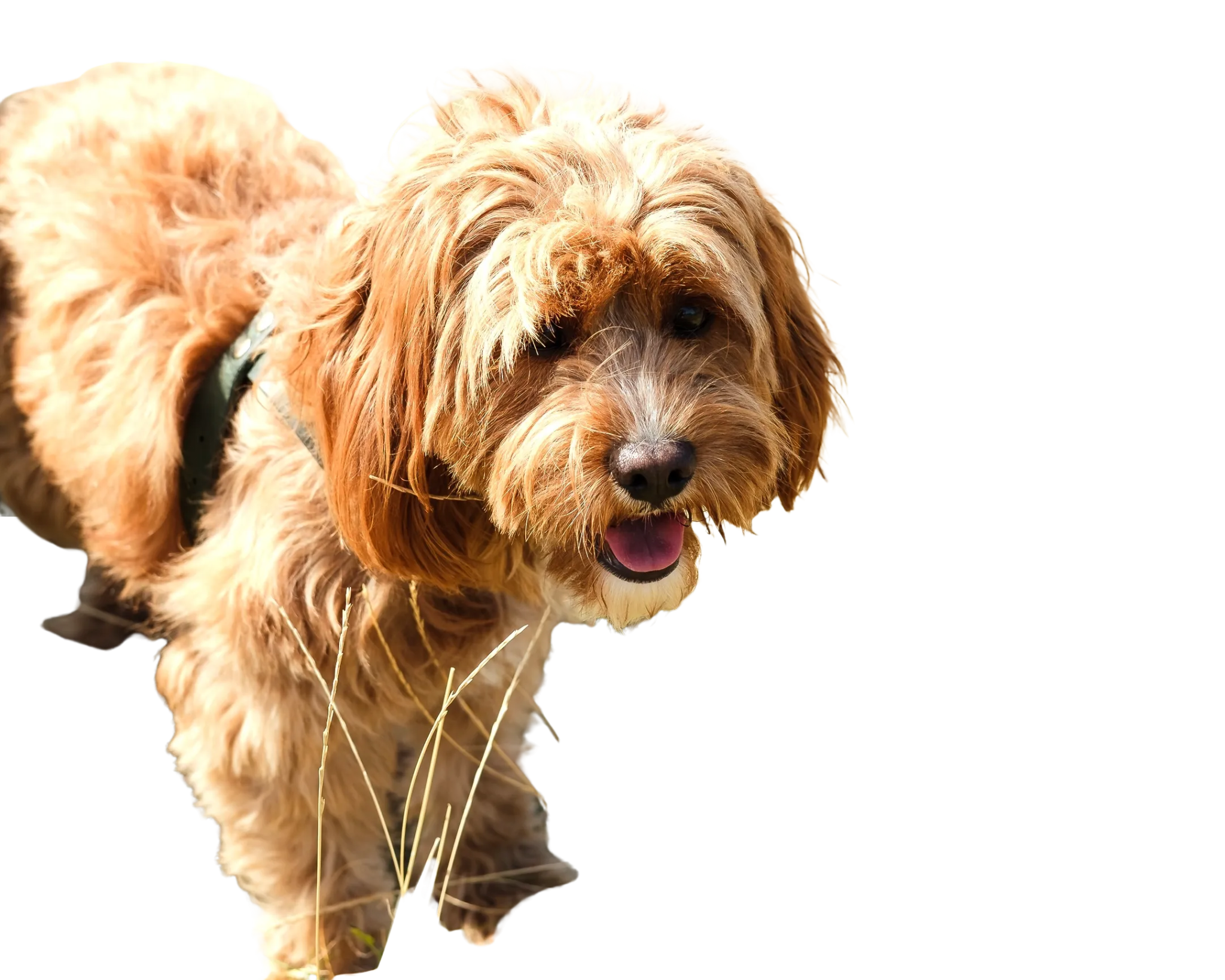 Adobe Express Background Removed for a Dog