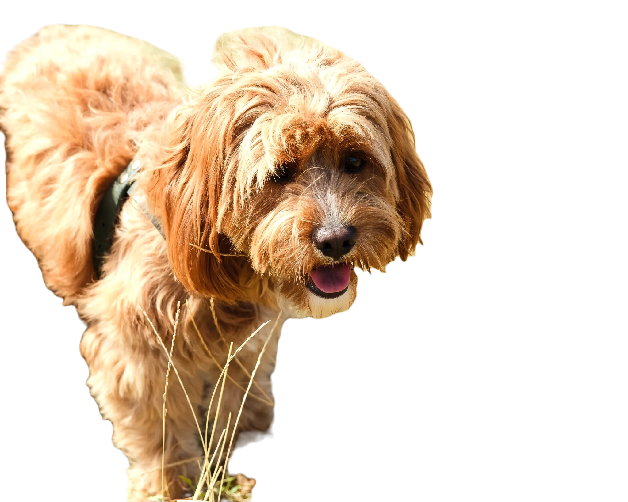 Pixlr AI Background Removal for a Dog